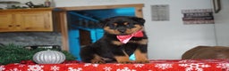 Rottweiler dogs for sale: Noel - Ad 3