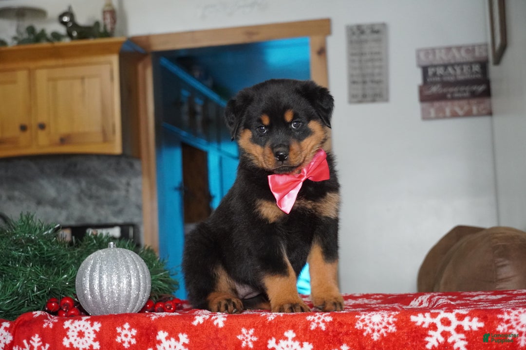 Rottweiler dogs for sale: Noel - Ad 3