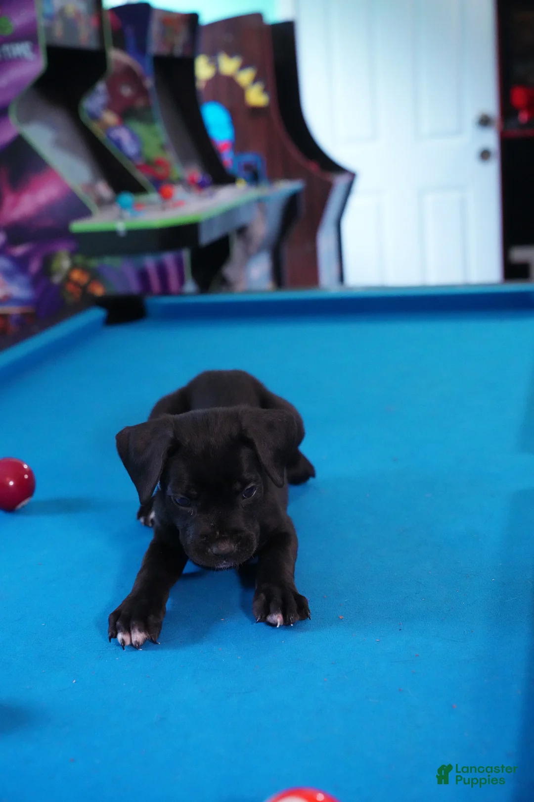 Cane Corso dogs for sale: Mystique  - Ad 2