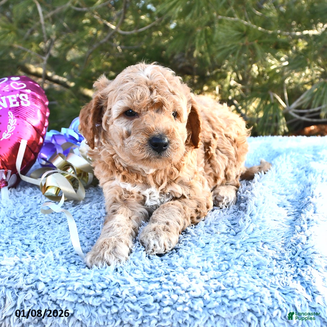 Mini Goldendoodle dogs for sale: Charlie - Ad 7