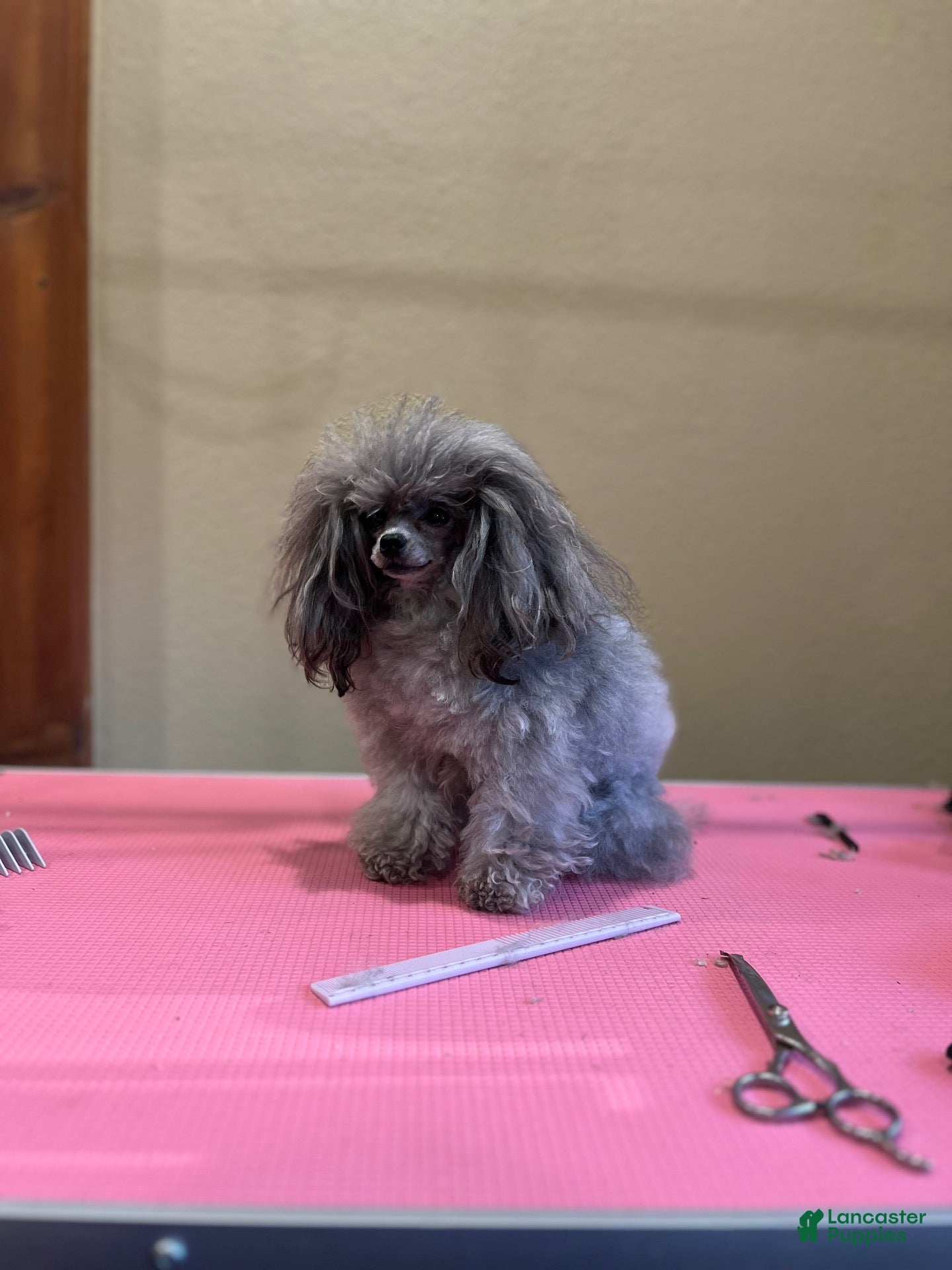 Toy Poodle dogs for stud: Frodo  - Ad 2