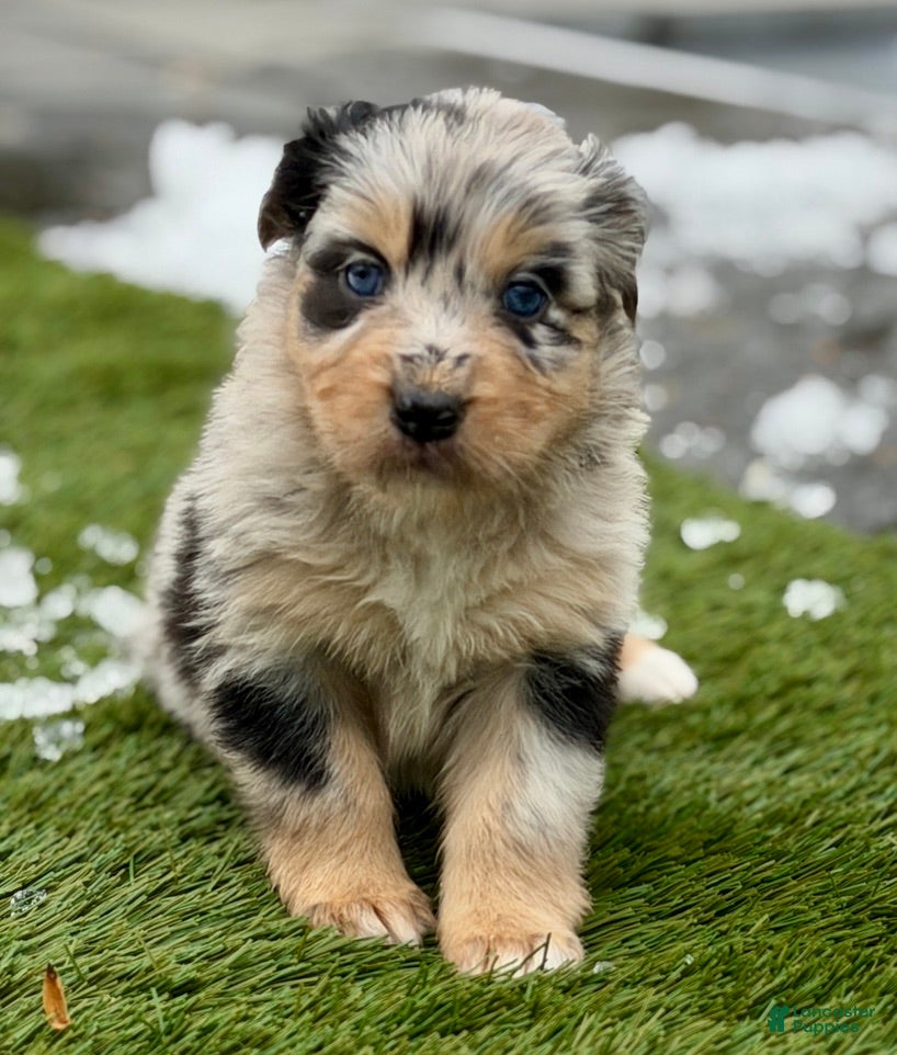 Australian Shepherd dogs Lady - Ad 42