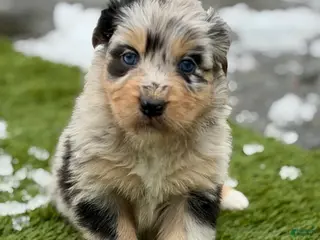 Australian Shepherd dogs Lady - Ad 42