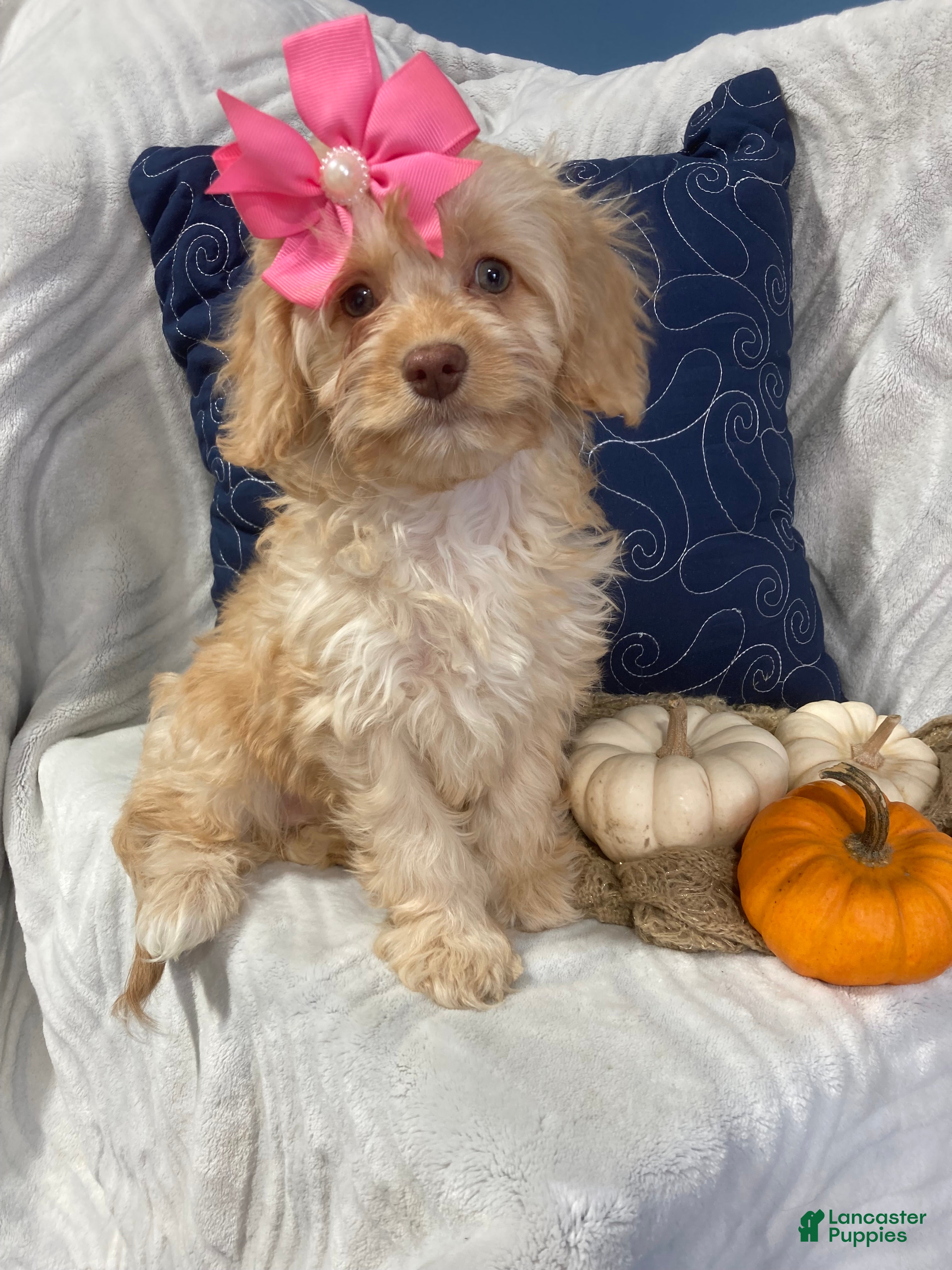 Cavapoo dogs Apphia - Ad 1