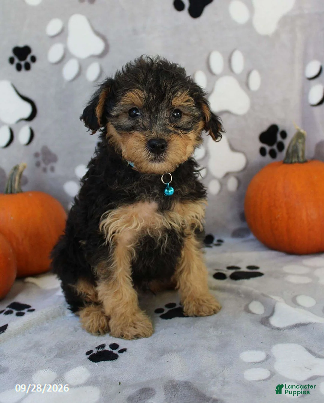 Yorkiepoo dogs for sale: Santiago - Ad 2