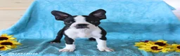 Boston Terrier dogs for sale: Starlight - Ad 5
