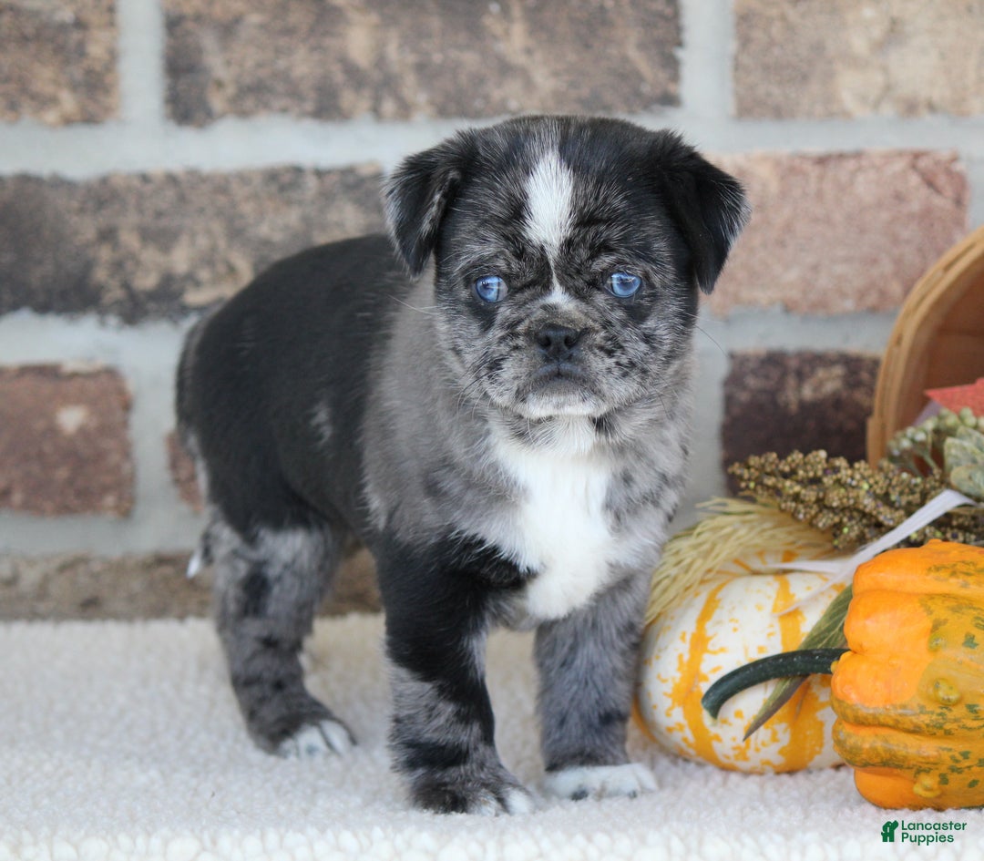 Eddy for sale in Allensville Lancaster Puppies