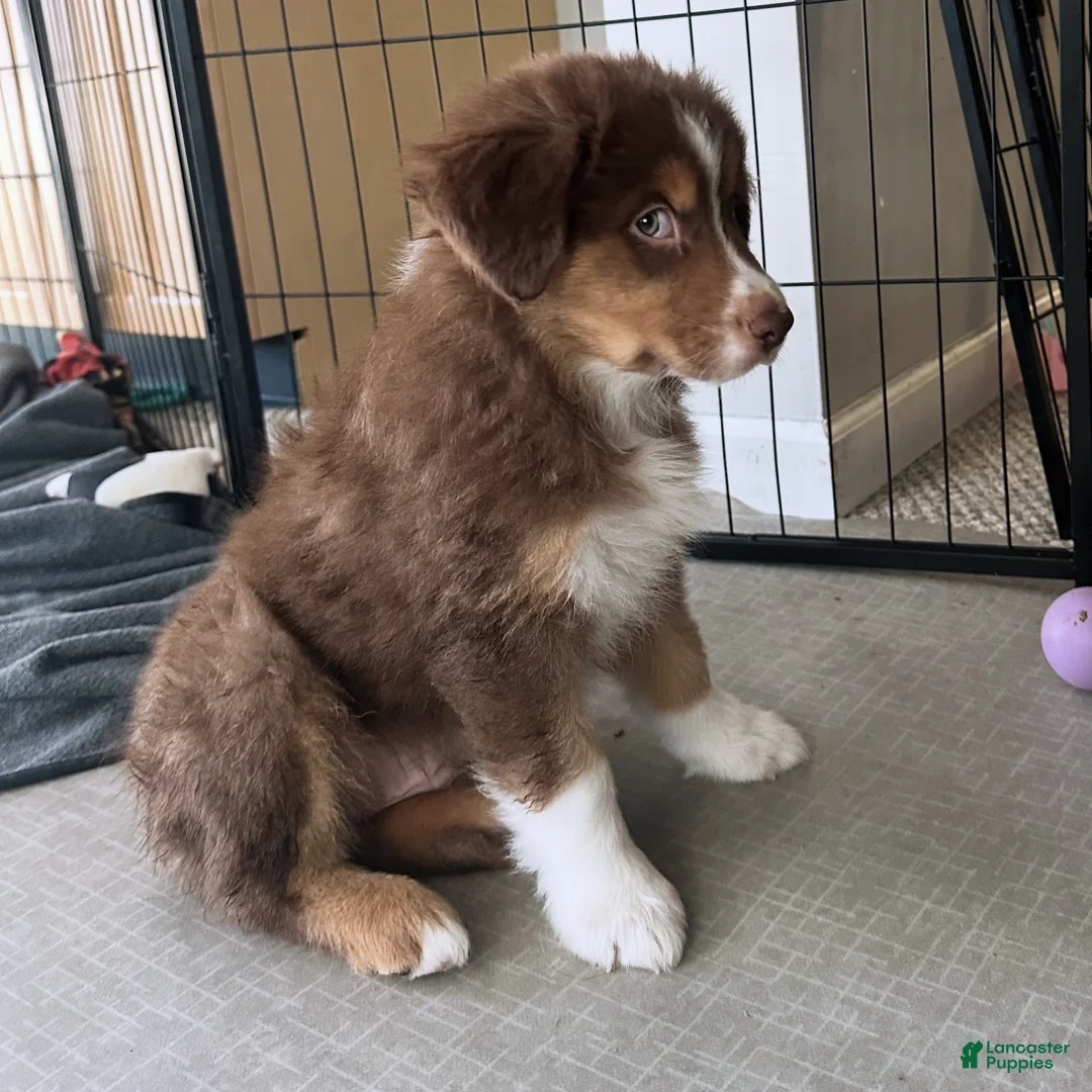 Australian Shepherd dogs for sale: Alchemy Olive - Ad 2