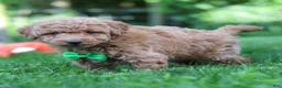 Mini Goldendoodle dogs for sale: Pumpkin - Ad 4