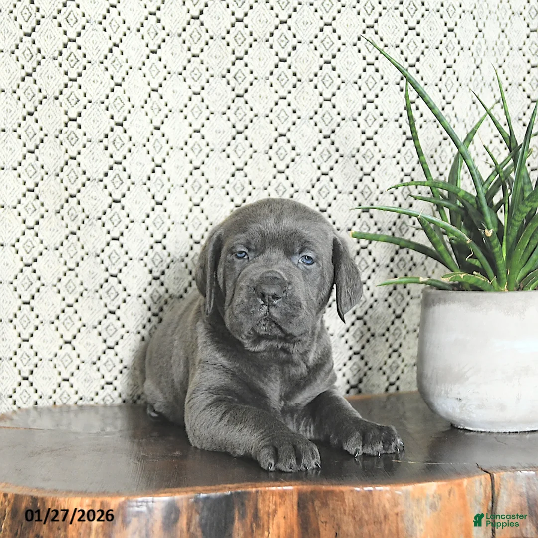 Cane Corso dogs for sale: Blu  - Ad 1