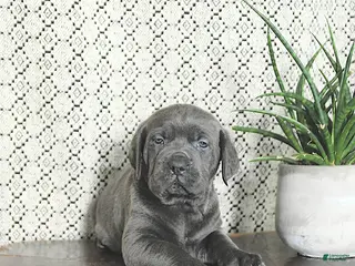 Cane Corso dogs Blu - Ad 6