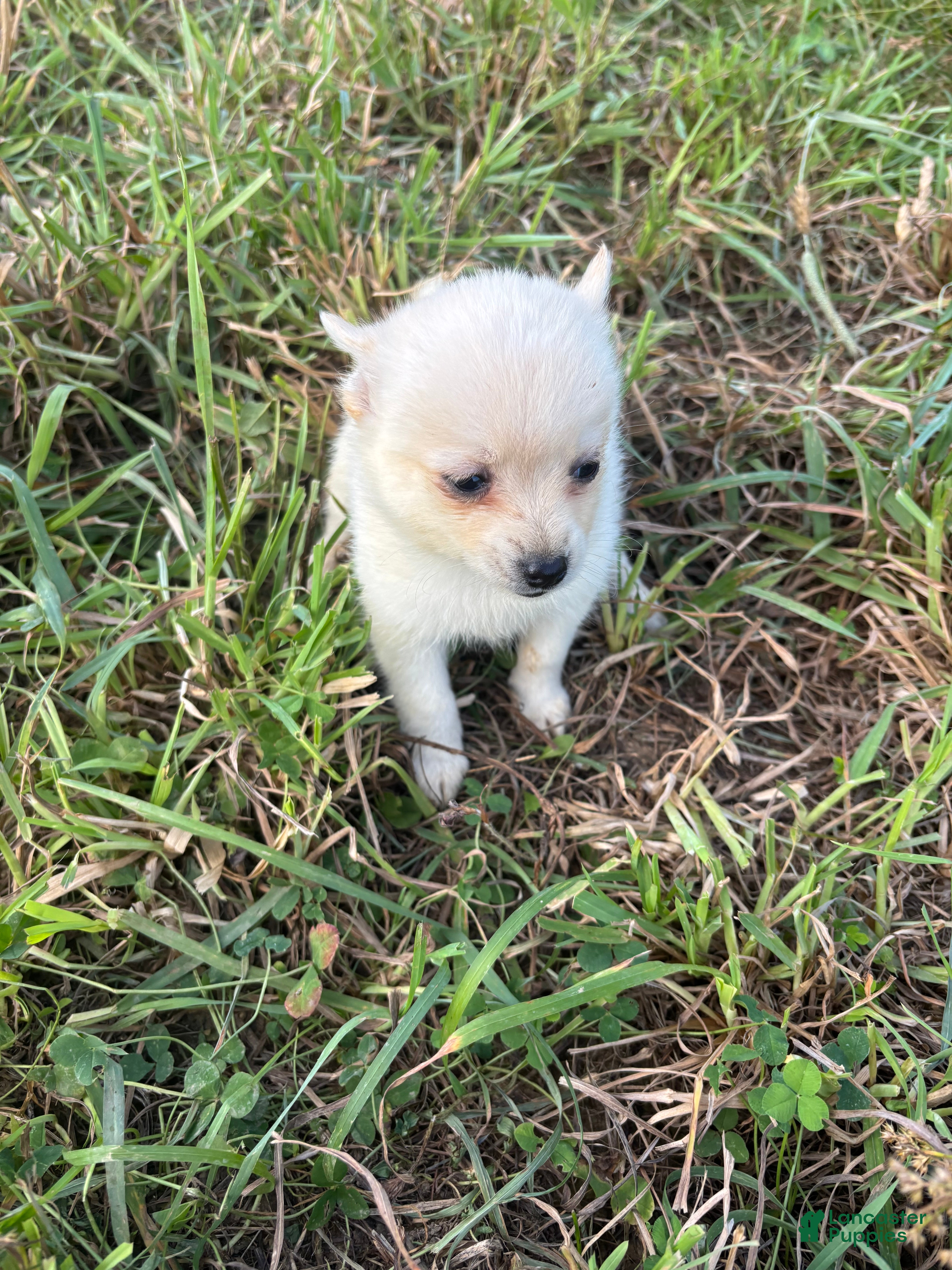 Pomsky dogs Liam - Ad 2