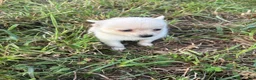 Pomsky dogs for sale: Liam - Ad 2