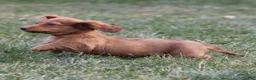 Dachshund dogs for sale: Hannah - Ad 2