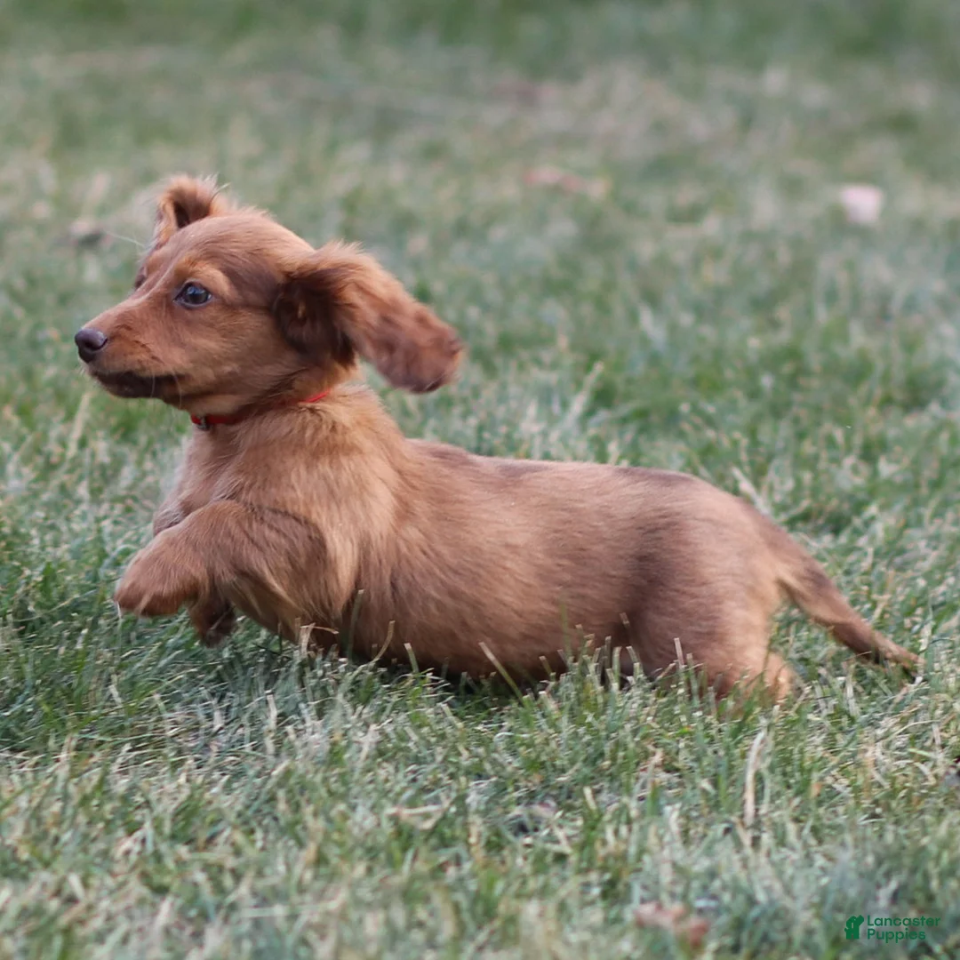 Dachshund dogs for sale: Hannah - Ad 2