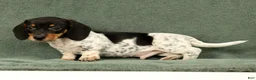 Miniature Dachshund dogs for sale: Clem - Ad 9