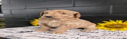 Goldendoodle dogs for sale: Lou - Ad 8