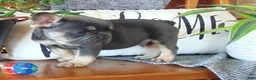 French Bulldog dogs for sale: Ben - Ad 4