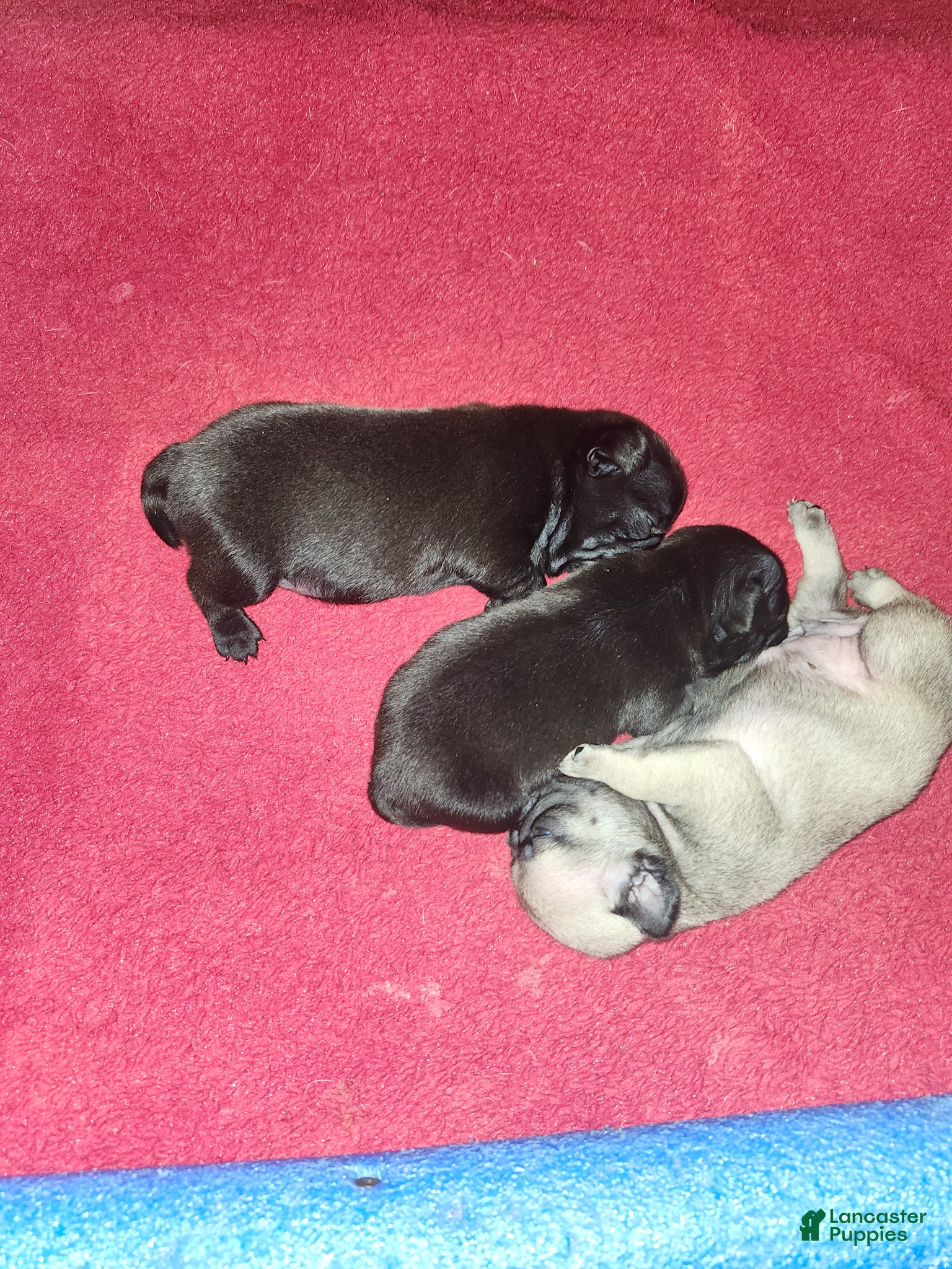 Pug dogs Pug Puppy 6 - Ad 13