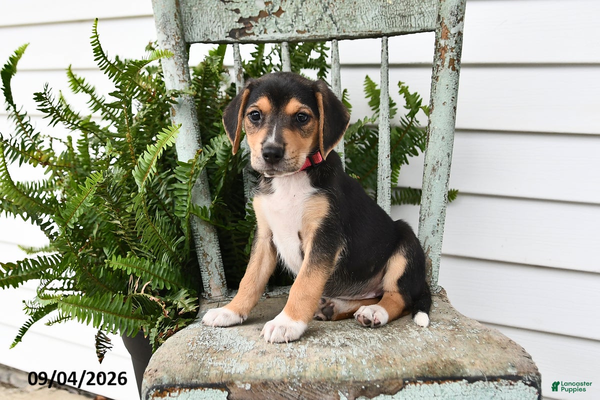 Beagle dogs Rita - Ad 1