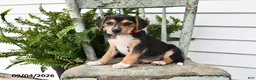 Beagle dogs for sale: Rita - Ad 1