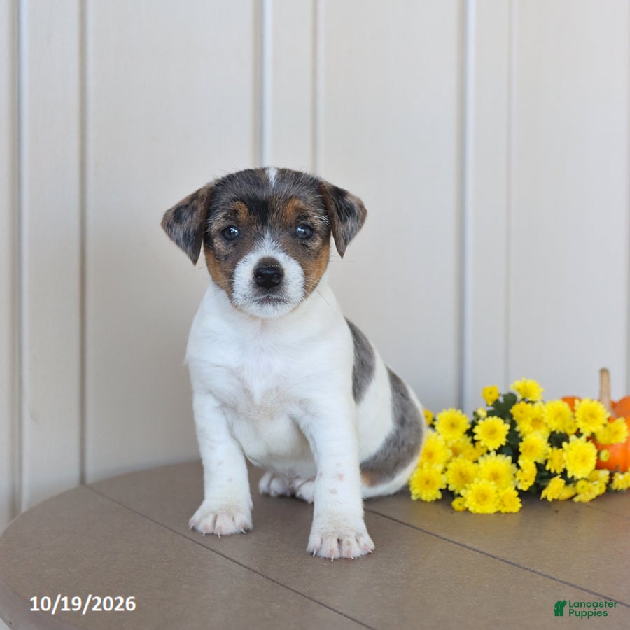 Jack Russell Terrier dogs for sale: Buttercup - Ad 1