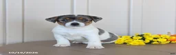 Jack Russell Terrier dogs for sale: Buttercup - Ad 1