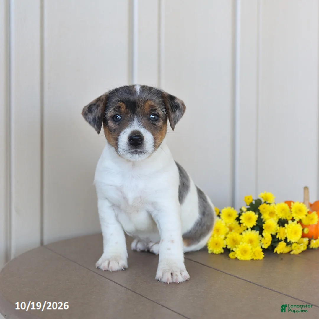 Jack Russell Terrier dogs for sale: Buttercup - Ad 1