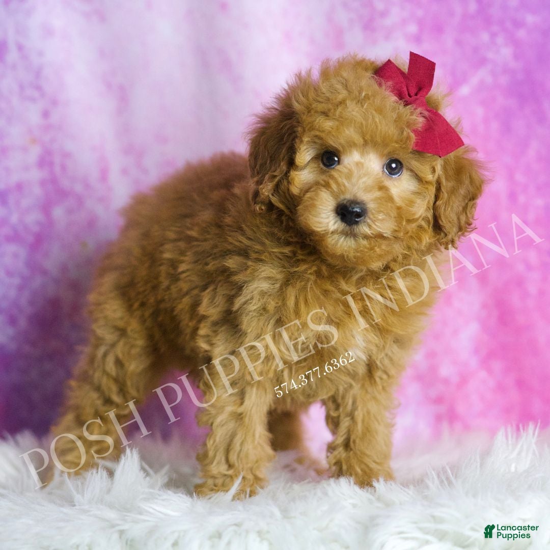 Miniature Poodle dogs for sale: Petunia - Ad 5