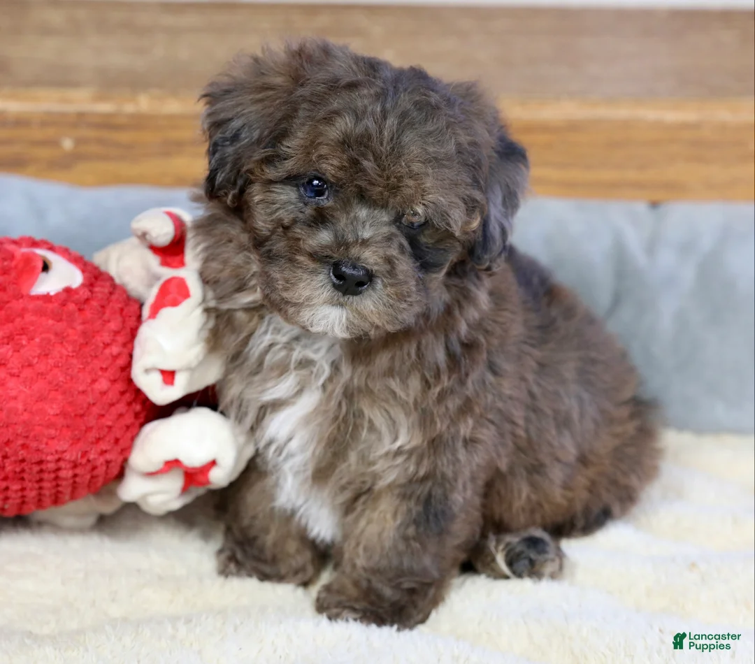 Miniature Poodle dogs for sale: Huxlee - Ad 7