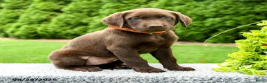 Ryder