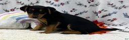 Airedale Terrier dogs for sale: Airedale Terrier Puppy 3 - Ad 4