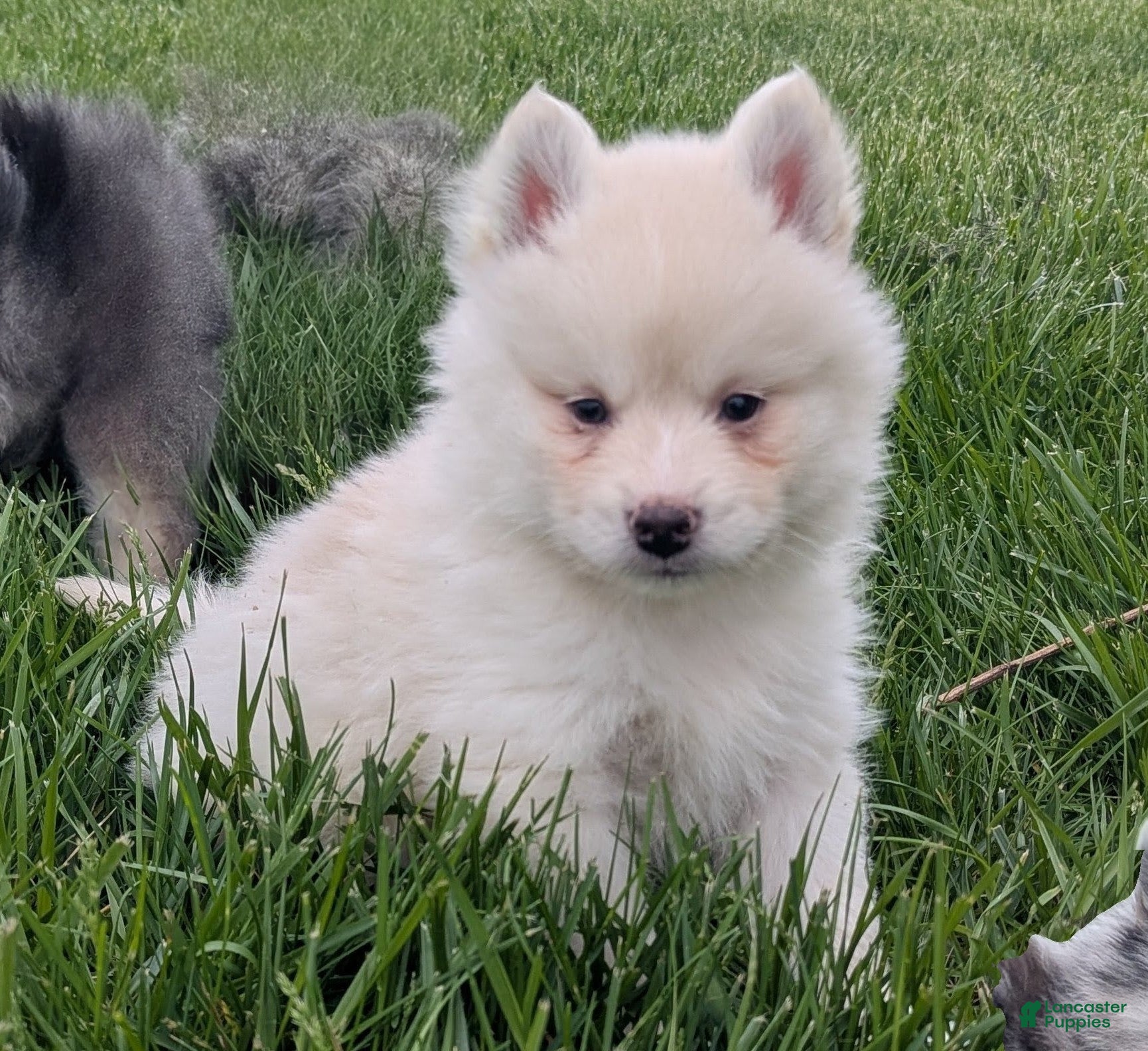 Pomsky dogs Mr Archie - Ad 2