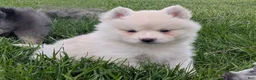 Pomsky dogs for sale: Mr Archie - Ad 3