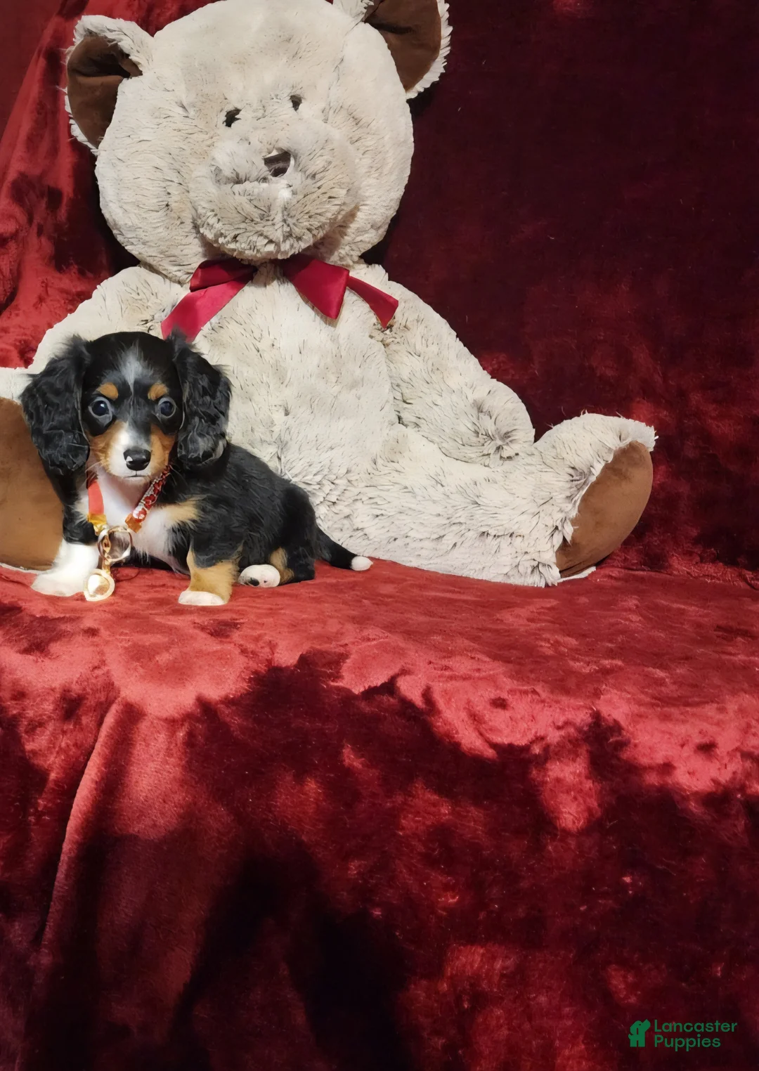 Miniature Dachshund dogs for sale: *RENO* - Ad 1