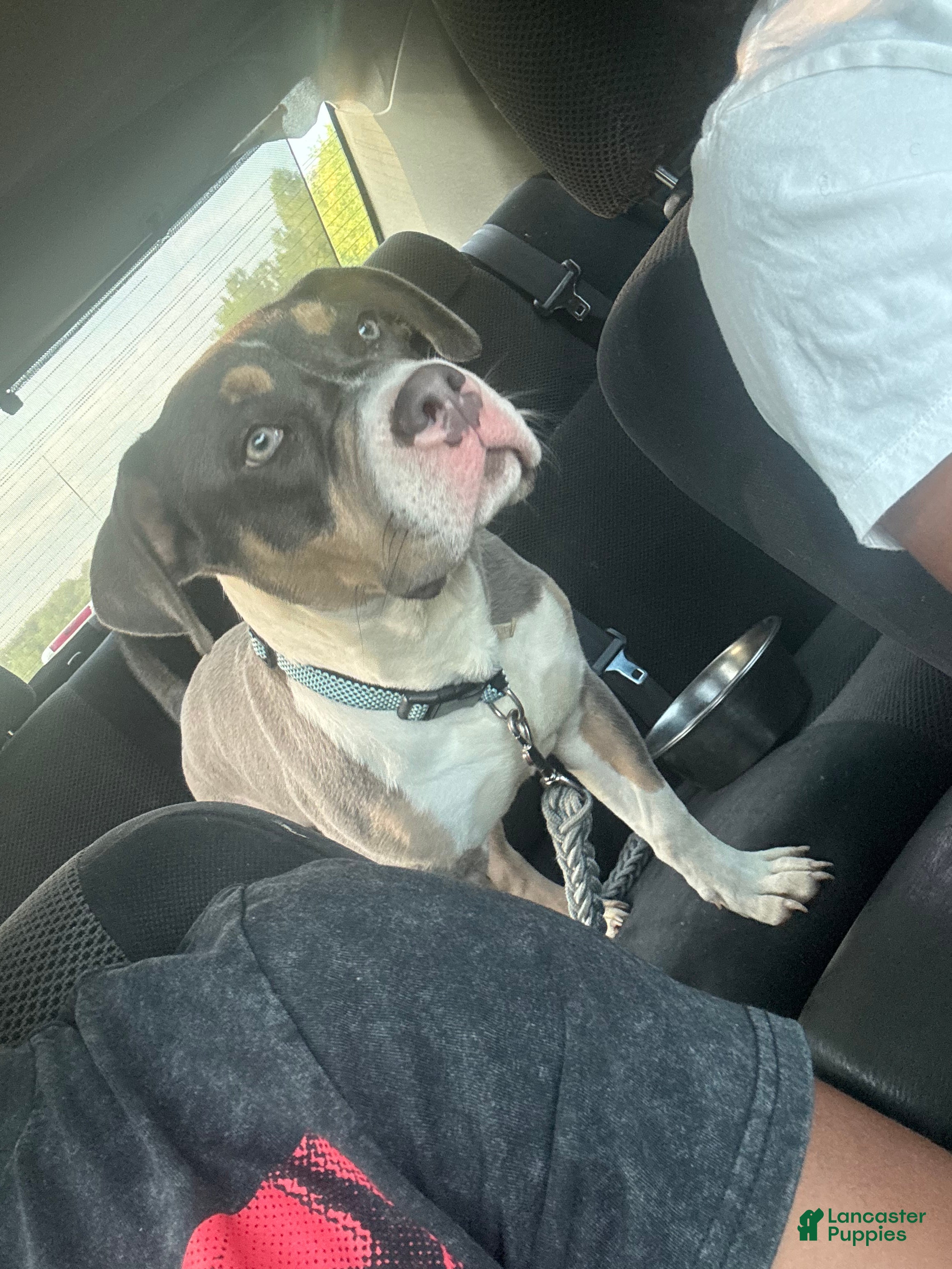 American Pit Bull Terrier dogs for sale: American Pit Bull Terrier Puppy 1 - Ad 10