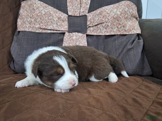 Miniature Australian Shepherd dogs Miniature Australian Shepherd Puppy 4 - Ad 21