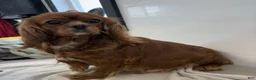 Cavalier King Charles Spaniel dogs for sale: Sunny Cavalier King Charles Spaniel  - Ad 5