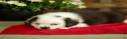 Mixed Breed dogs for sale: Bailey - Ad 5