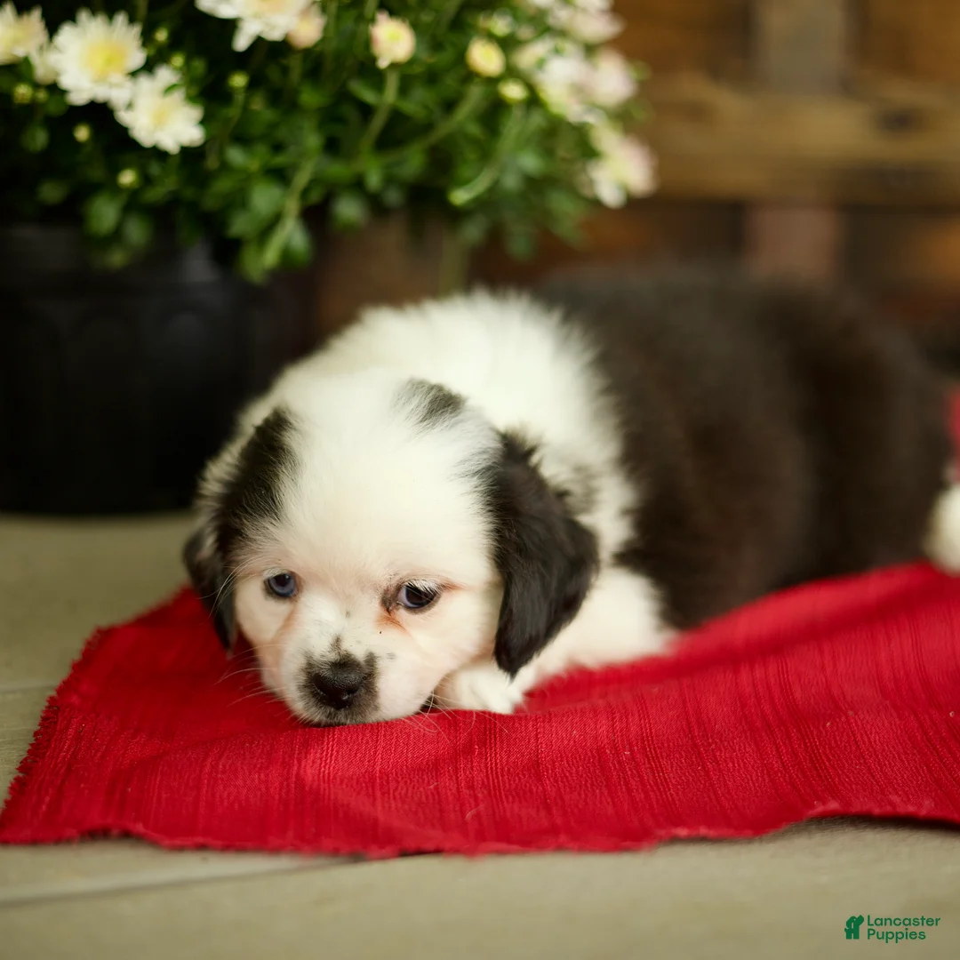 Mixed Breed dogs for sale: Bailey - Ad 5