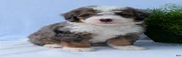 Mini Bernedoodle dogs for sale: Mini Banks  - Ad 4