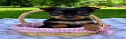 Yorkshire Terrier dogs for sale: Amelia  - Ad 1