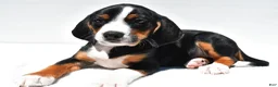 Beagle dogs for sale: Rhoda - Ad 5
