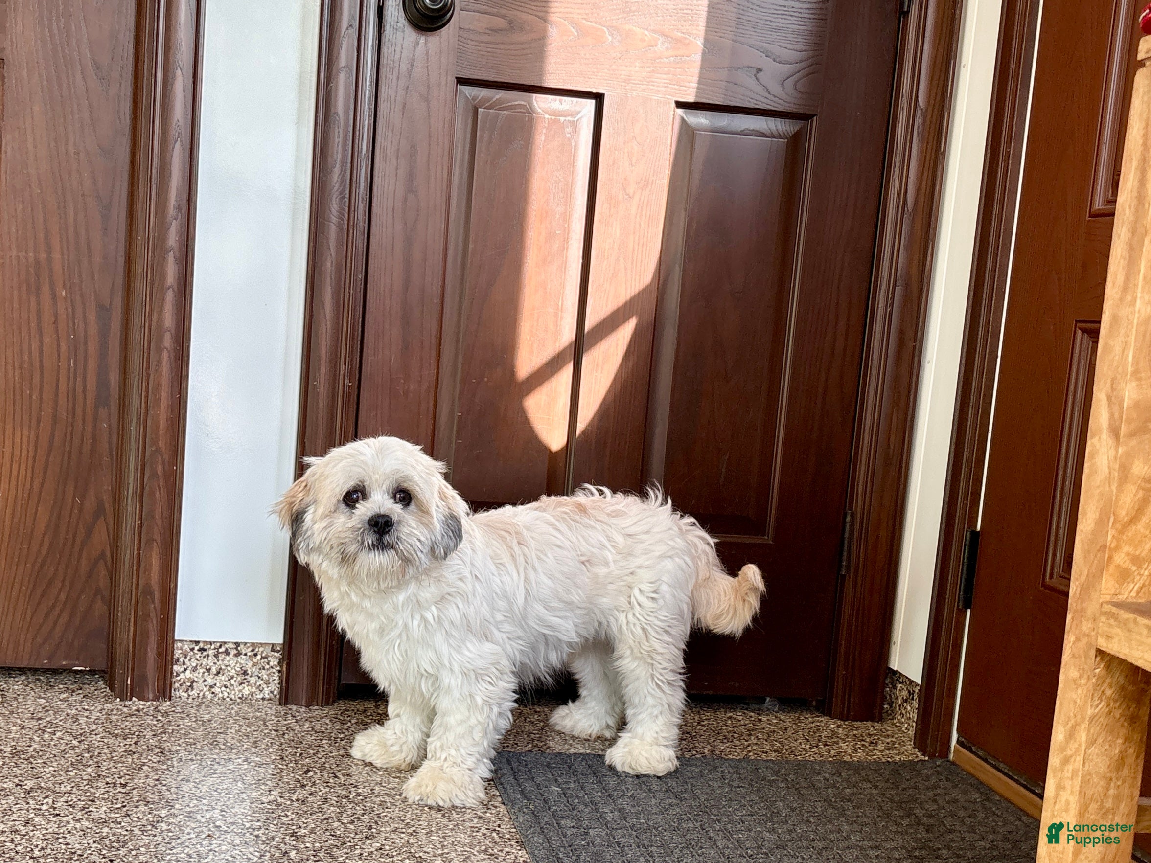 Lhasa Apso dogs Corey  - Ad 1
