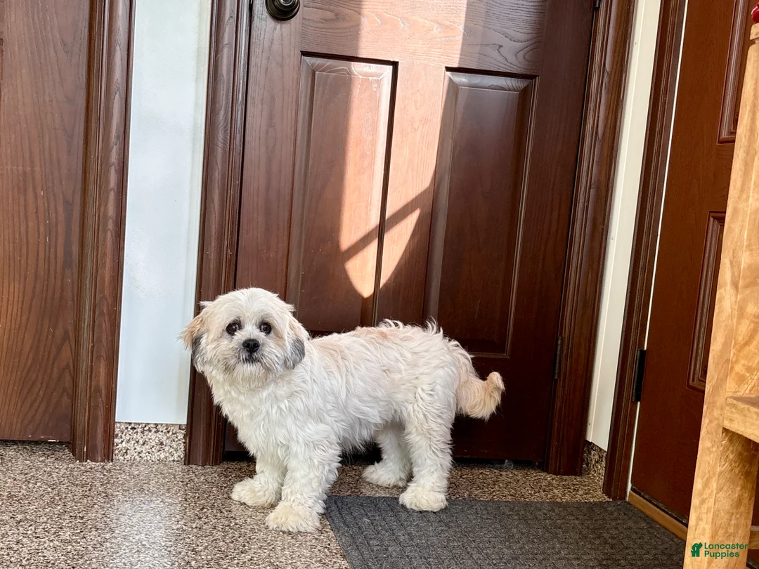 Lhasa Apso dogs for sale: Corey  - Ad 1