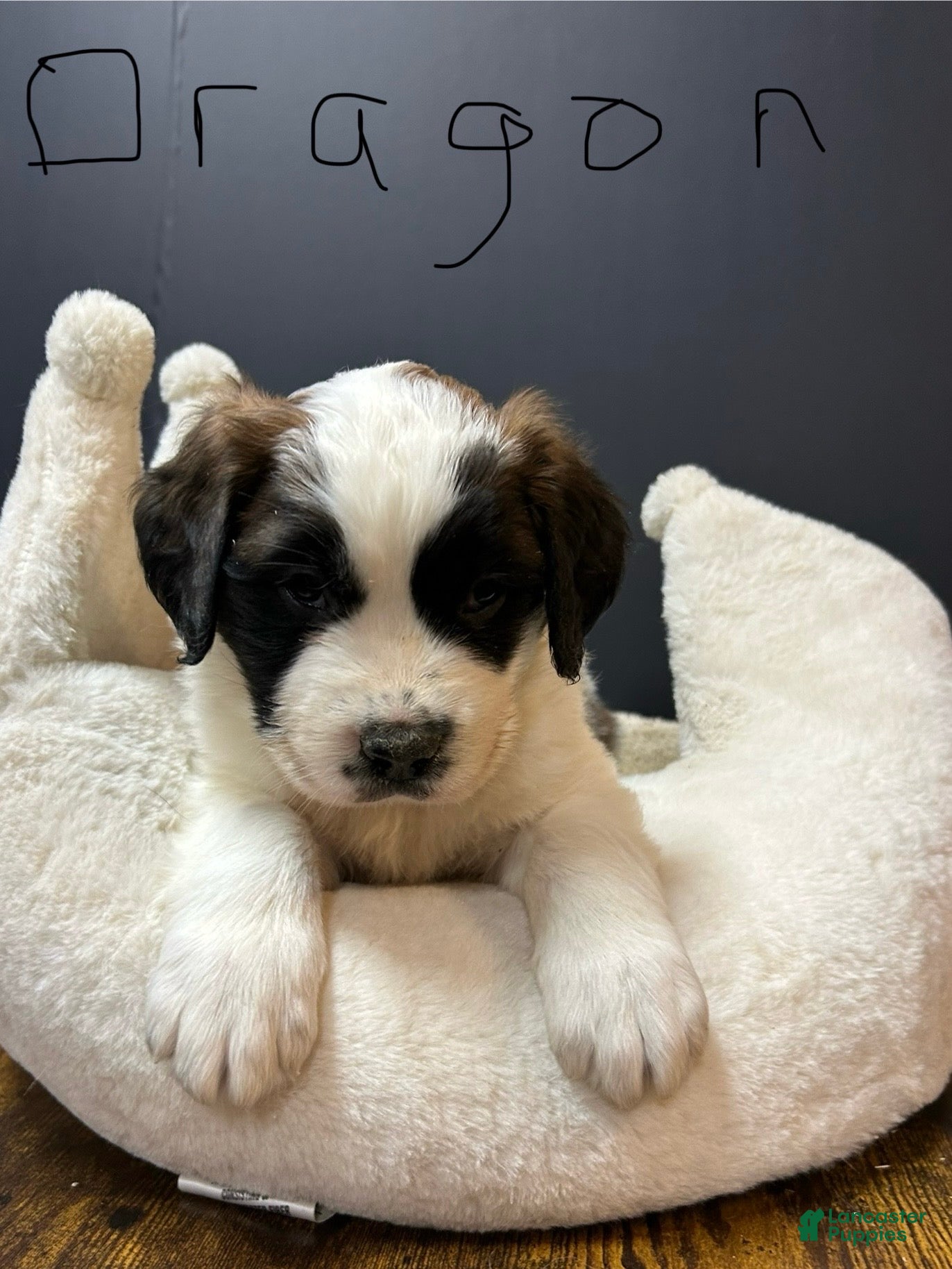 Saint Bernard dogs Saint Bernard Puppy 1 - Ad 1