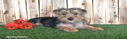 Yorkshire Terrier dogs for sale: Dalas - Ad 5