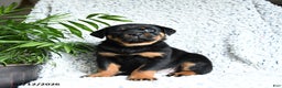 Rottweiler dogs for sale: Zeus - Ad 2