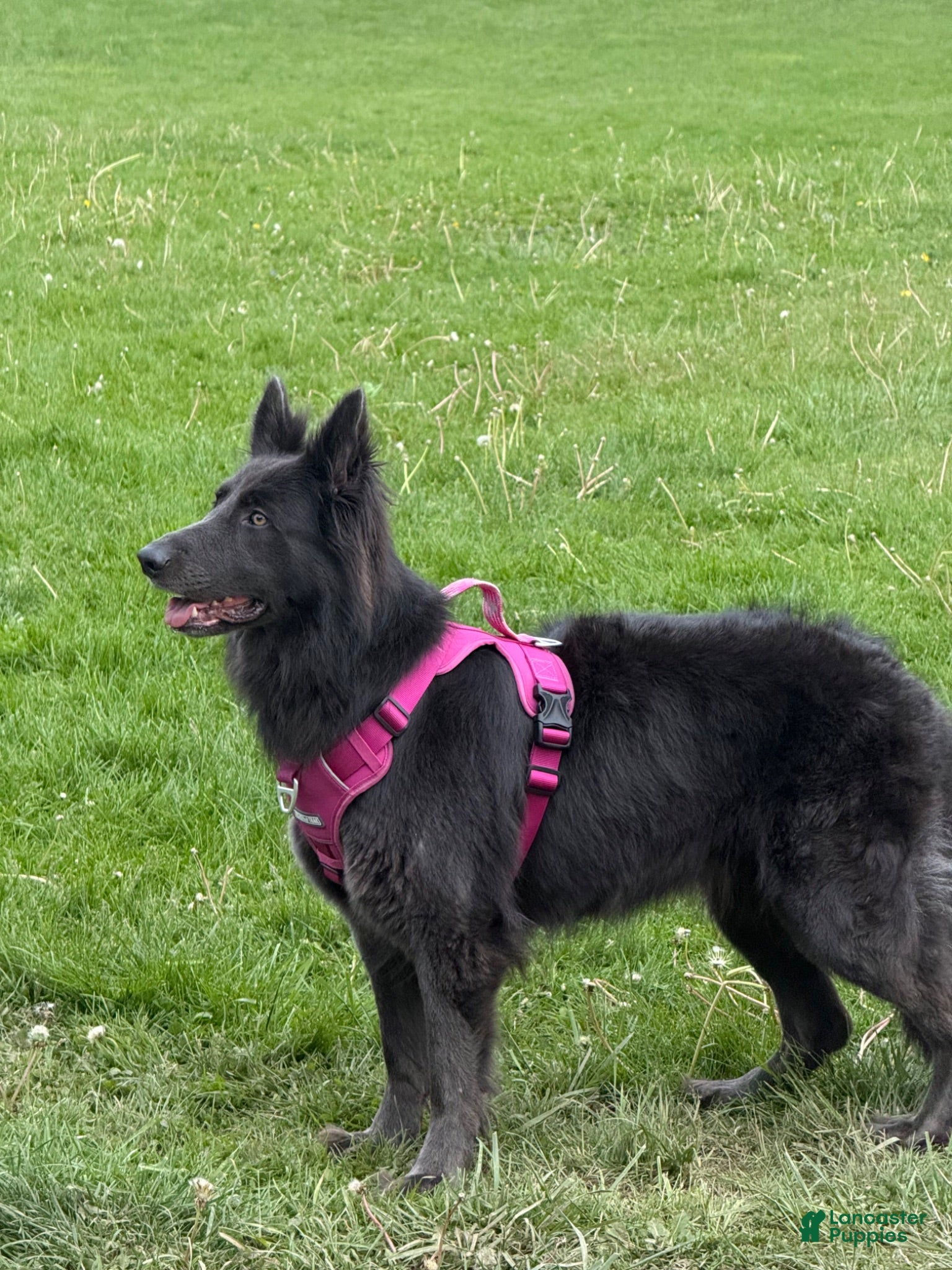German Shepherd dogs Blessed - Ad 2