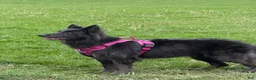German Shepherd dogs for sale: Brisket - Ad 3